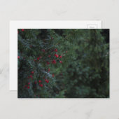 冬の木 ポストカード (正面/裏面)