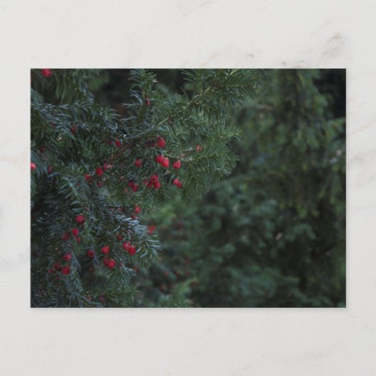 冬の木 ポストカード (正面)