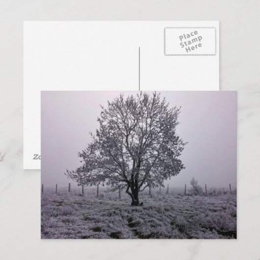 冬の木 ポストカード (正面/裏面)