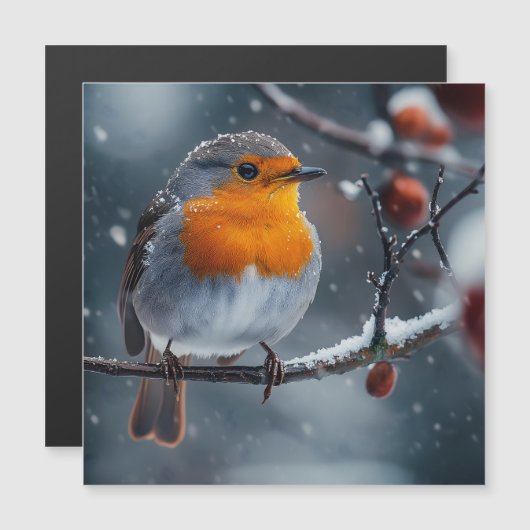 冬の枝に座る小さなロビン鳥 (正面/裏面)