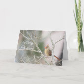 冬の枝に止まるメスのカーディナル（カスタマイズ可能） シーズンカード (正面)