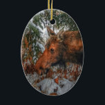 冬の森で野生のカナダのムースの放牧 セラミックオーナメント<br><div class="desc">素晴らしいカナダのアイコン、この女性ムースは、冬の常緑林の中で素晴らしい放牧を見る。スカイ・ライアン・エヴァンスの野生動物の写真©.</div>