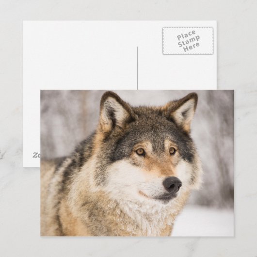 冬の森のオオカミ ポストカード (正面/裏面)