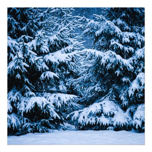 冬の森のクリスマスツリー フォトプリント            (正面)