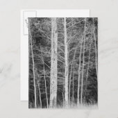 冬の森の木 ポストカード (正面/裏面)