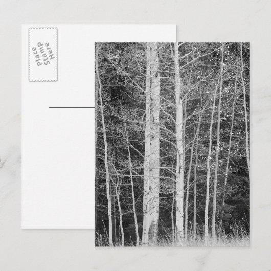 冬の森の木 ポストカード (正面/裏面)