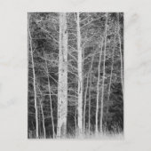 冬の森の木 ポストカード (正面)