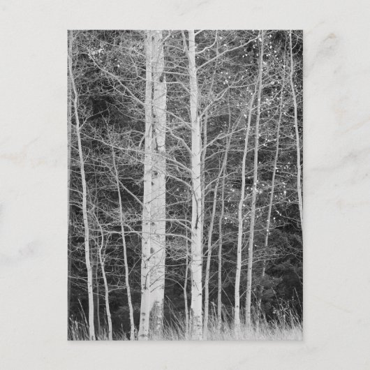 冬の森の木 ポストカード (正面)