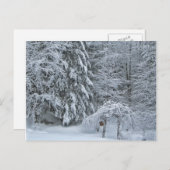 冬の森の雪に覆われた景観写真 ポストカード (正面/裏面)