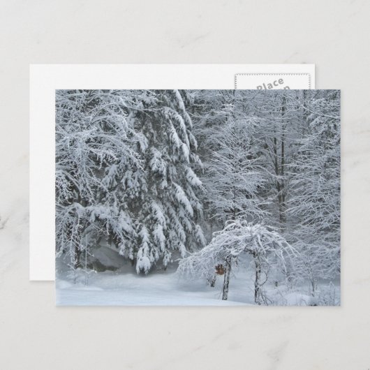 冬の森の雪に覆われた景観写真 ポストカード (正面/裏面)