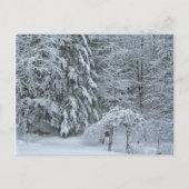 冬の森の雪に覆われた景観写真 ポストカード (正面)