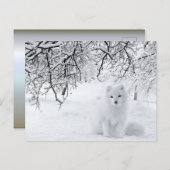 冬の森の雪キツネ ポストカード (正面/裏面)