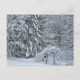 冬の森の雪景色の写真 ポストカード