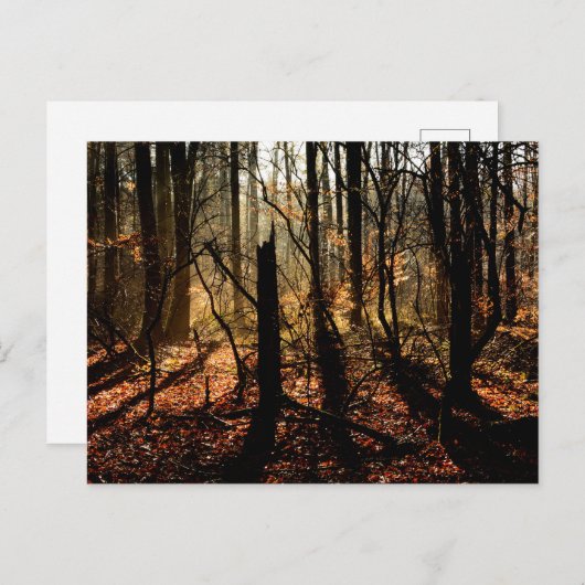 冬の森林、木および影の日の出 ポストカード (正面/裏面)