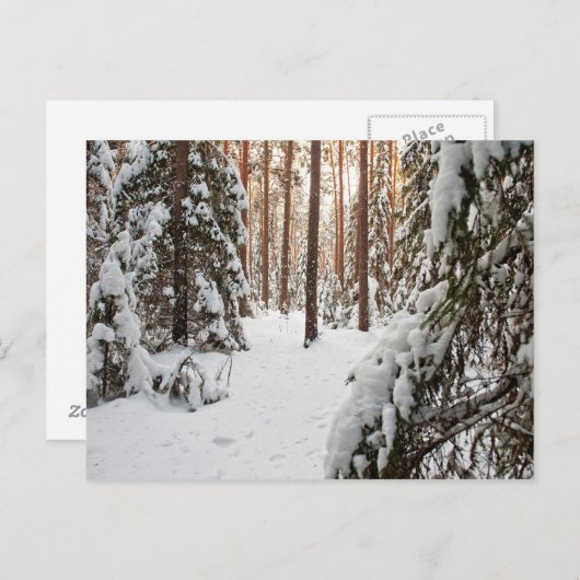 冬の森 ポストカード (正面/裏面)