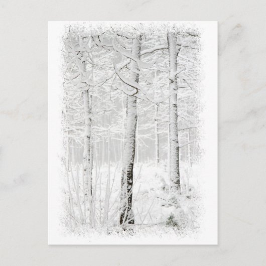 冬の森 ポストカード (正面)