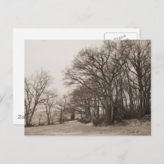 冬の森 ポストカード (正面/裏面)