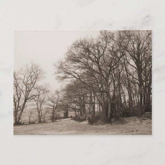 冬の森 ポストカード (正面)