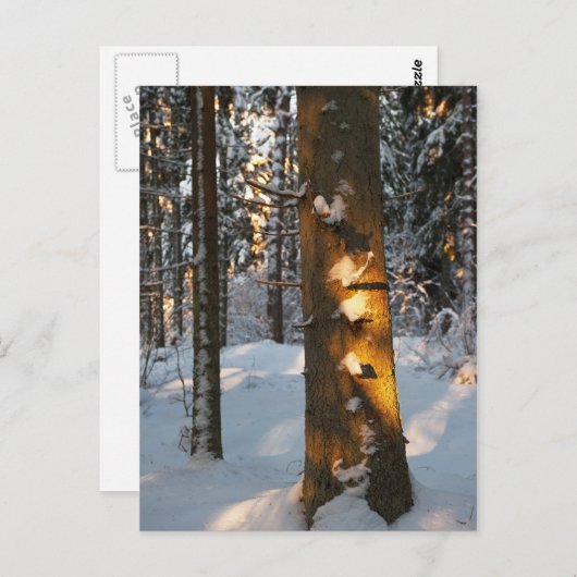 冬の森 ポストカード (正面/裏面)