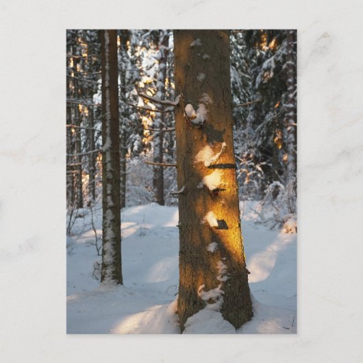 冬の森 ポストカード (正面)