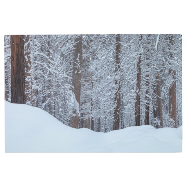 冬の森 メタルプリント (正面)