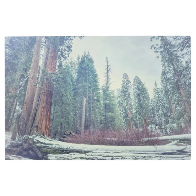 冬の森 メタルプリント (正面)