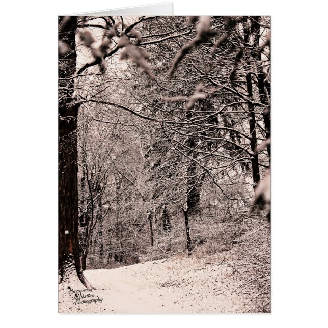 冬の森(5.0) (正面)