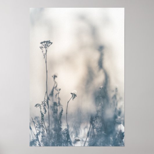 冬の植物の自然写真 ポスター (正面)