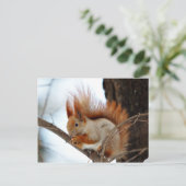 冬の毛の赤リス ポストカード (スタンド正面)