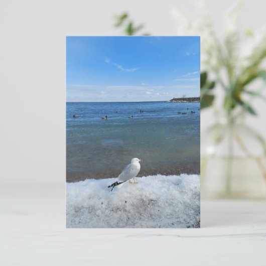 冬の湖でカモメ (スタンド正面)