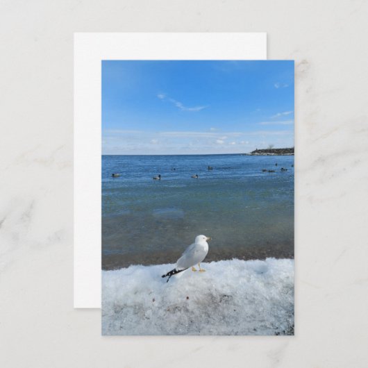 冬の湖でカモメ (正面/裏面)