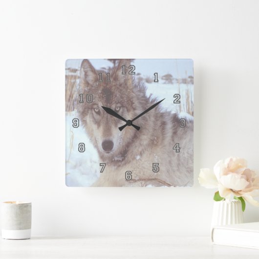 冬の灰色のオオカミ スクエア壁時計 (ホーム)