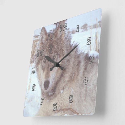 冬の灰色のオオカミ スクエア壁時計 (傾斜)