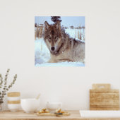 冬の灰色のオオカミ ポスター (キッチン)