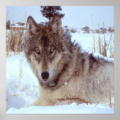 冬の灰色のオオカミ ポスター (正面)
