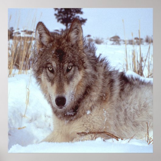 冬の灰色のオオカミ ポスター (正面)