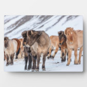 冬の牧草地にアイスランドの馬Hofn近く フォトプラーク (正面)