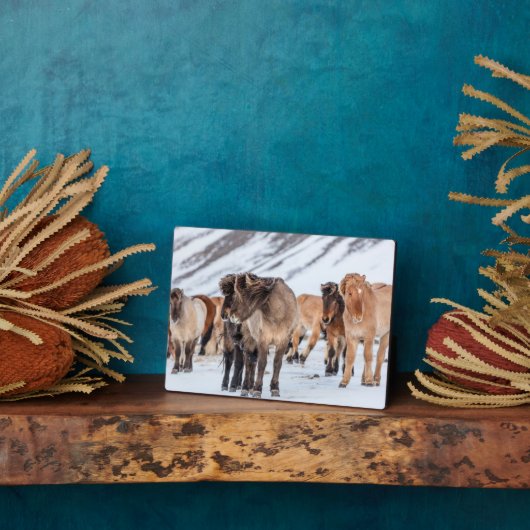 冬の牧草地にアイスランドの馬Hofn近く フォトプラーク (側面)