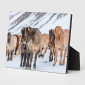 冬の牧草地にアイスランドの馬Hofn近く フォトプラーク (側面)