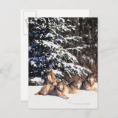 冬の狼の群れ ポストカード (正面/裏面)