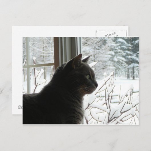 冬の猫 ポストカード (正面/裏面)