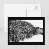 冬の生垣 ポストカード (正面/裏面)