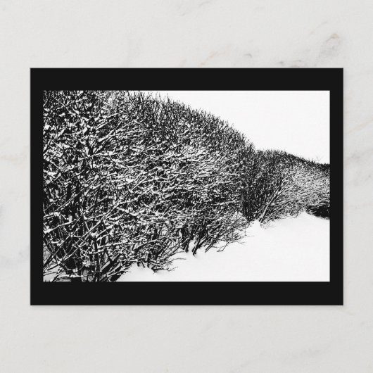 冬の生垣 ポストカード (正面)