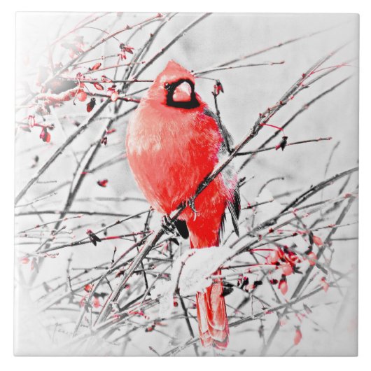 冬の男性の(鳥)ショウジョウコウカンチョウ タイル (正面)