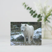 冬の白いオオカミ ポストカード (スタンド正面)