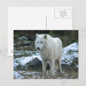 冬の白いオオカミ ポストカード (正面/裏面)