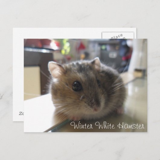 冬の白いハムスターの郵便はがき ポストカード (正面/裏面)