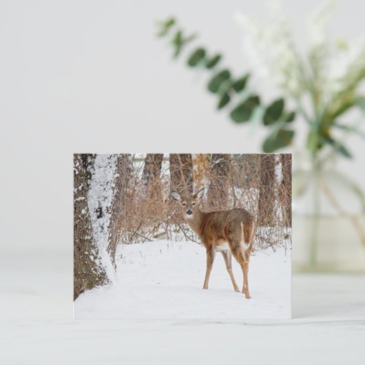 冬の白いSnowy分野のボタンの木びき台のシカ ポストカード (スタンド正面)