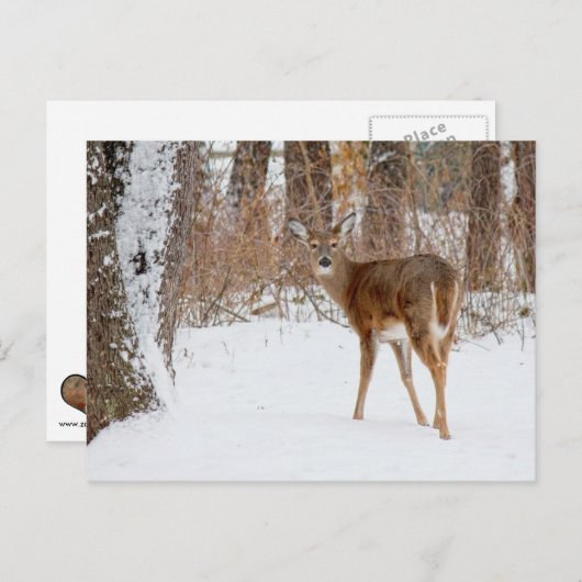 冬の白いSnowy分野のボタンの木びき台のシカ ポストカード (正面/裏面)