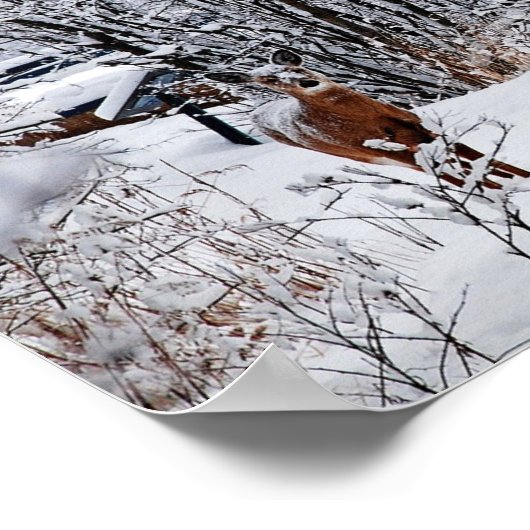 冬の白尾の鹿の価値ポスター ポスター (角)